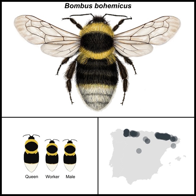 Bombus bohemicus