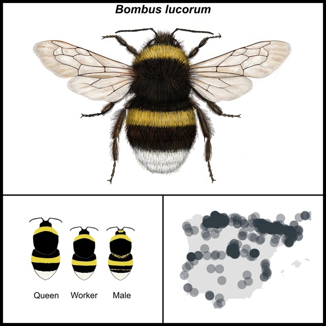 Bombus lucorum