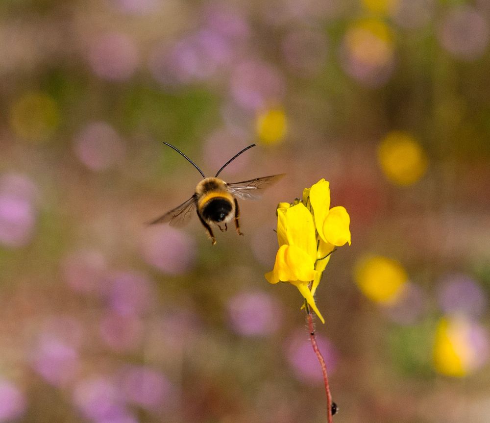 Una Imagen para El declive de las abejas