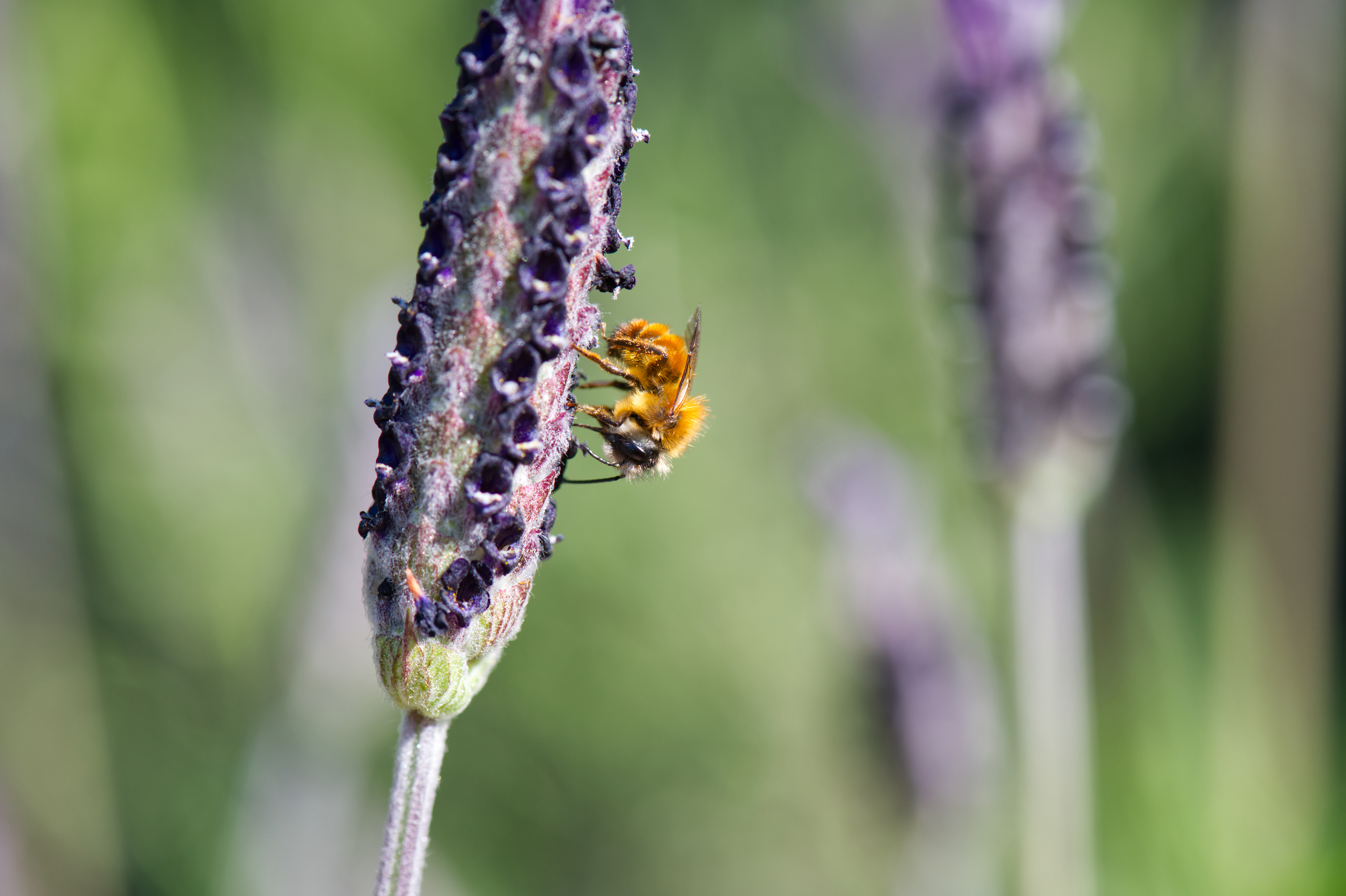 Una Imagen para ¿Cómo valoramos a las abejas silvestres?