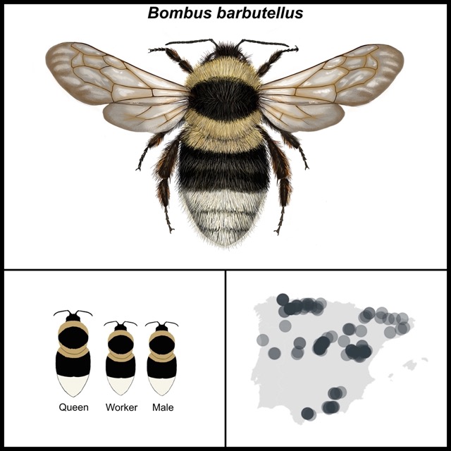 Bombus barbutelus