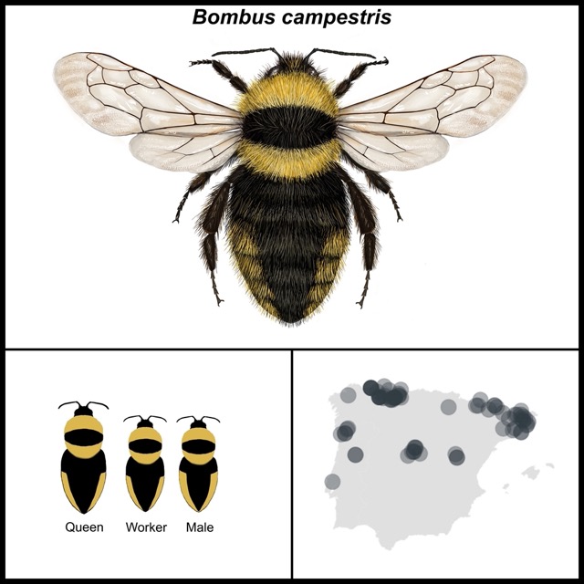 Bombus campestris