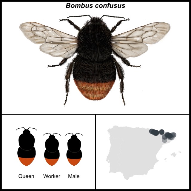 Bombus confusus