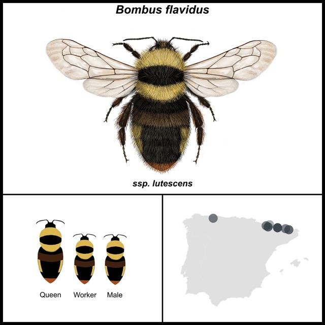 Bombus flavidus