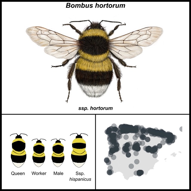 Bombus hortorum