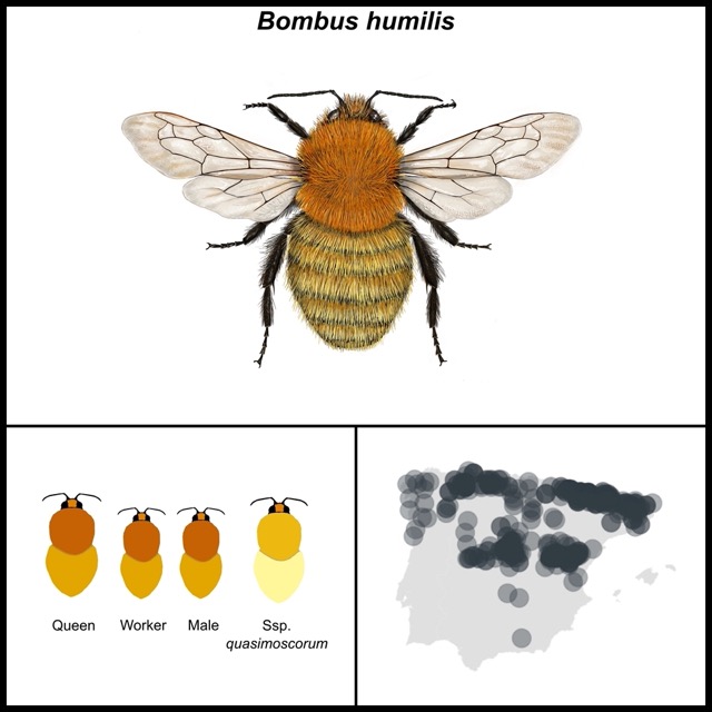 Bombus humilis