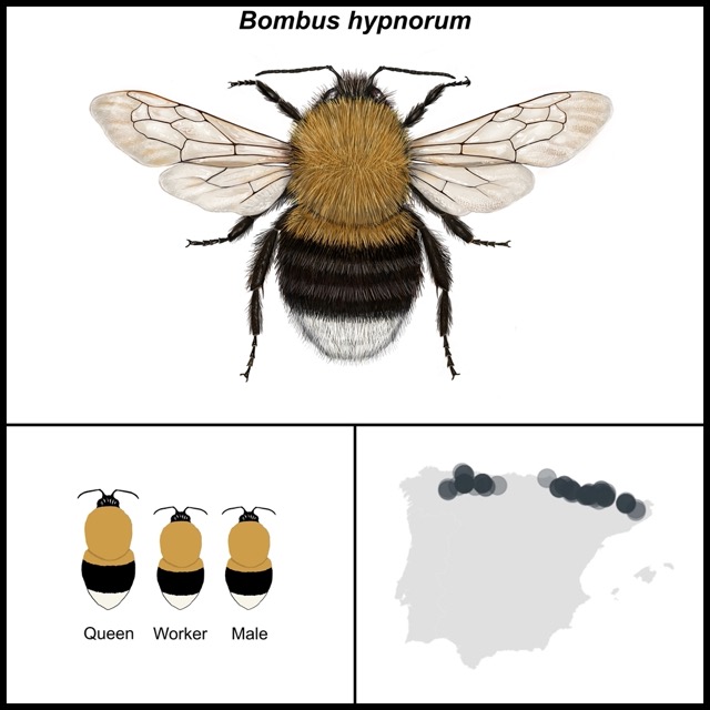 Bombus hypnorum
