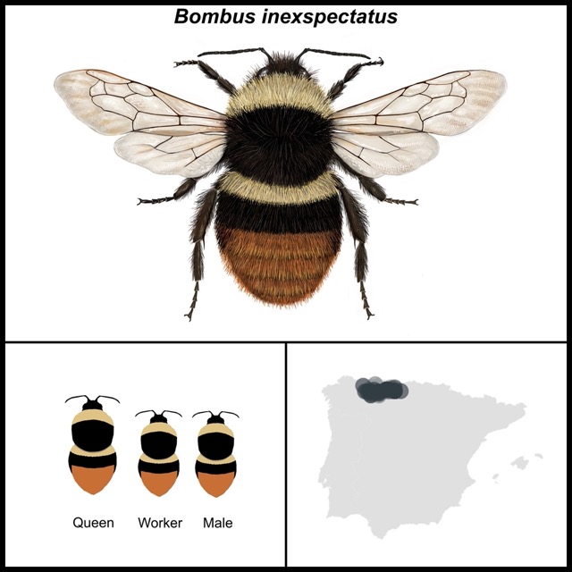 Bombus inexpectatus