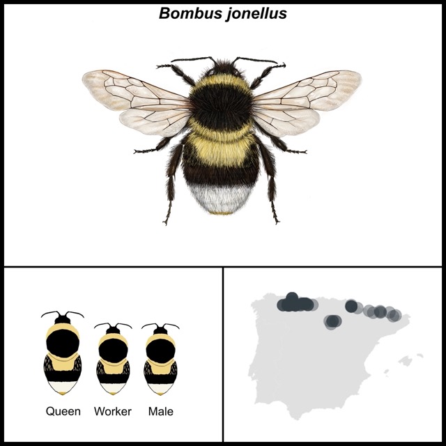 Bombus jonellus