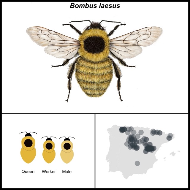 Bombus laesus