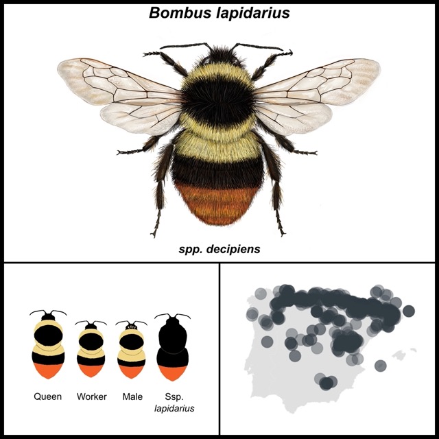 Bombus lapidarius