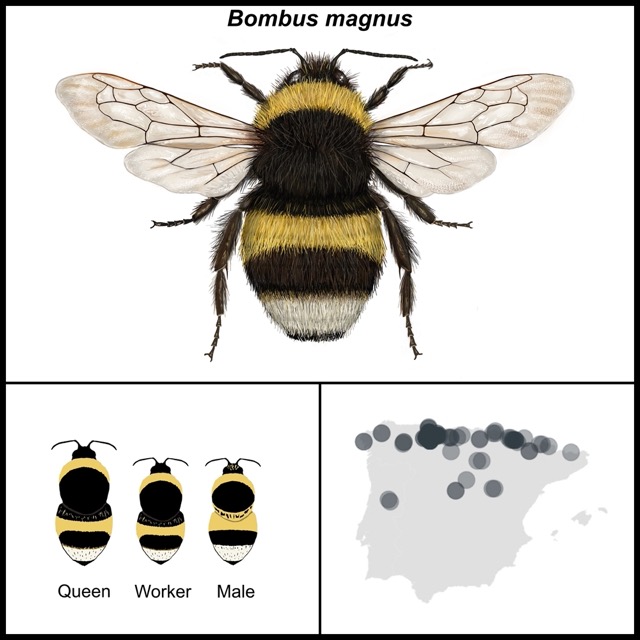 Bombus magnus