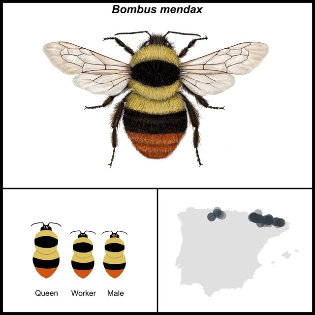 Bombus mendax