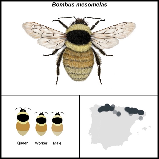 Bombus mesomelas