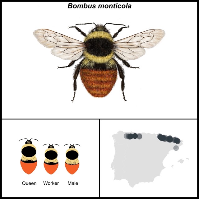 Bombus monticola