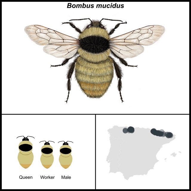 Bombus mucidus