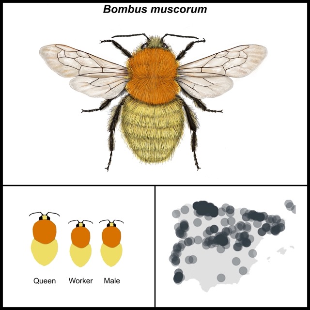 Bombus muscorum