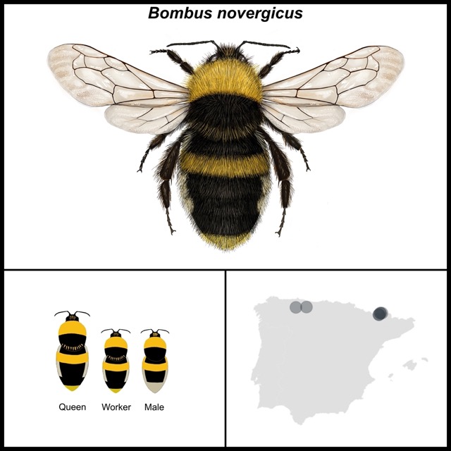Bombus norvegicus