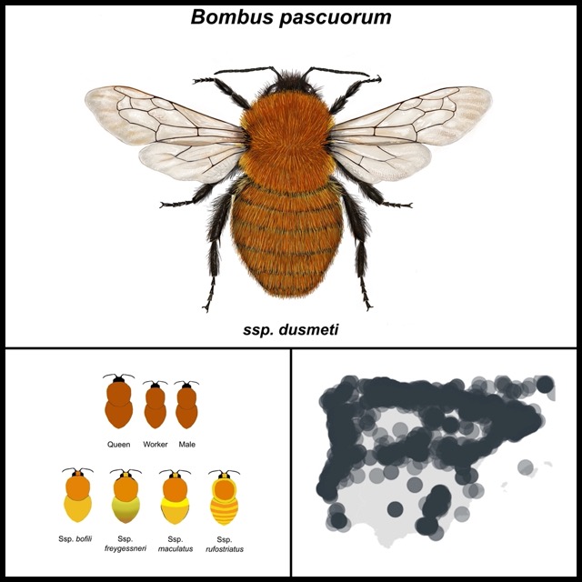 Bombus pascorum