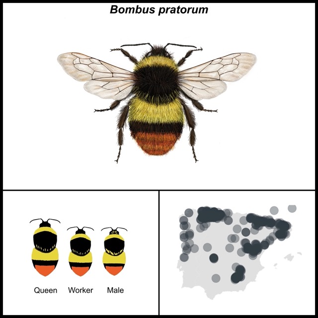 Bombus pratorum