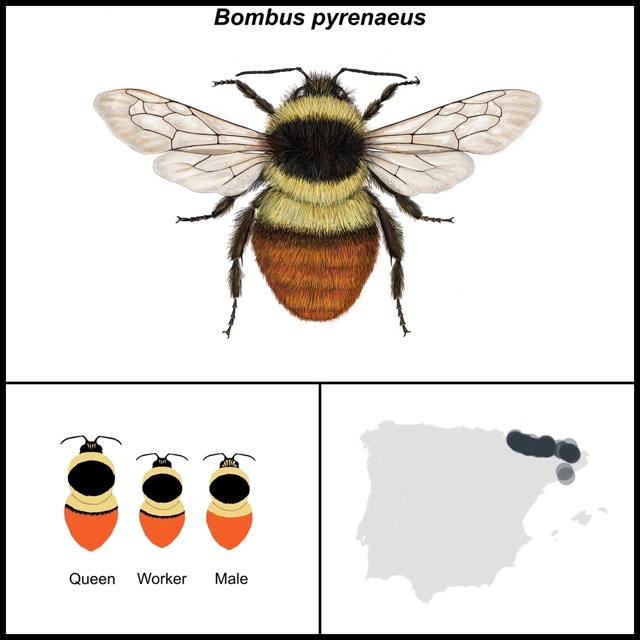 Bombus pyrenaeus