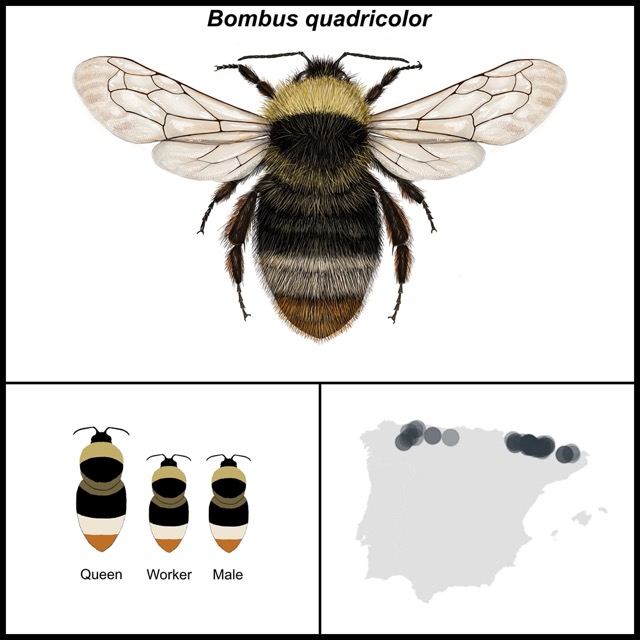 Bombus quadricolor