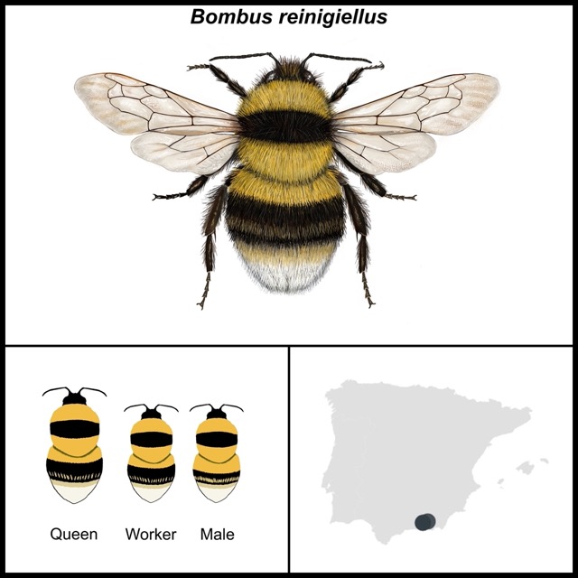 Bombus reinigiellus