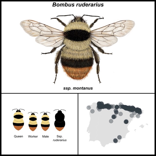 Bombus ruderarius