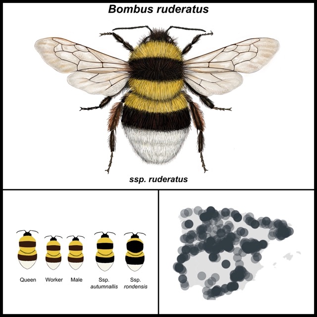 Bombus ruderatus