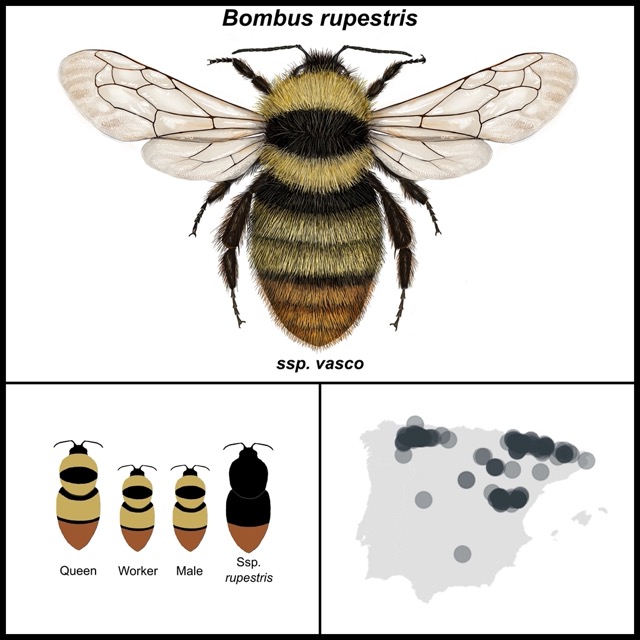 Bombus rupestris