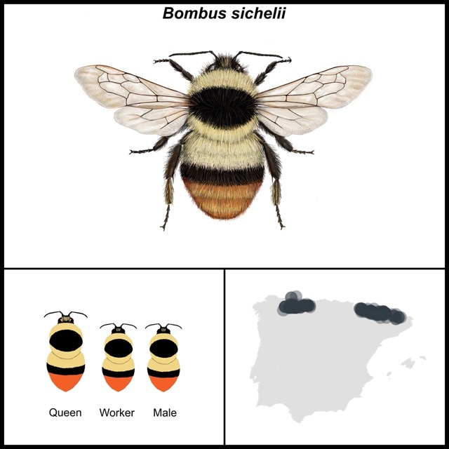 Bombus sichelii