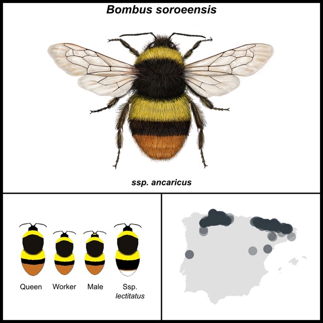 Bombus soroeensis