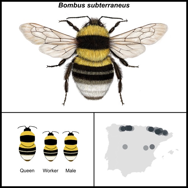 Bombus subterraneus