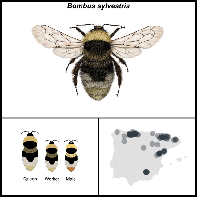 Bombus sylvestris