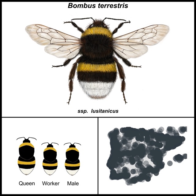 Bombus terrestris