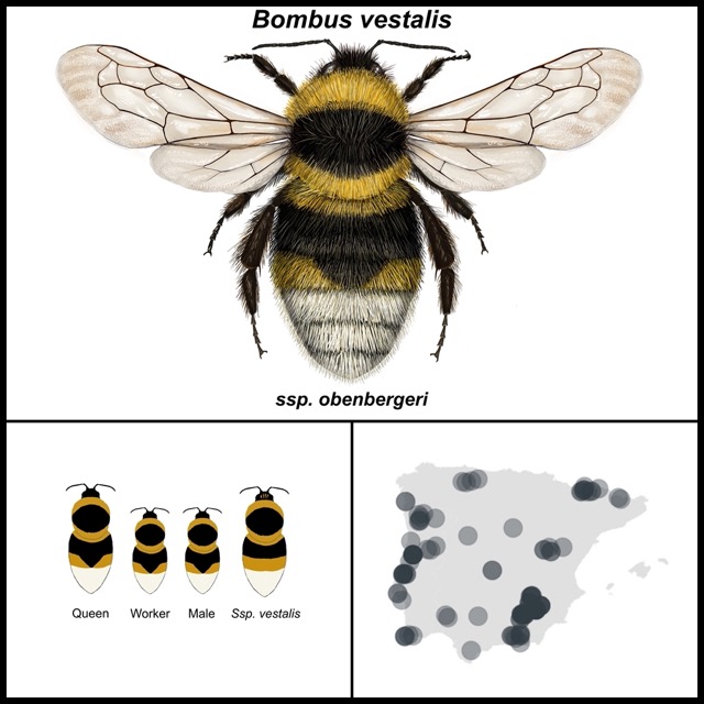 Bombus vestalis