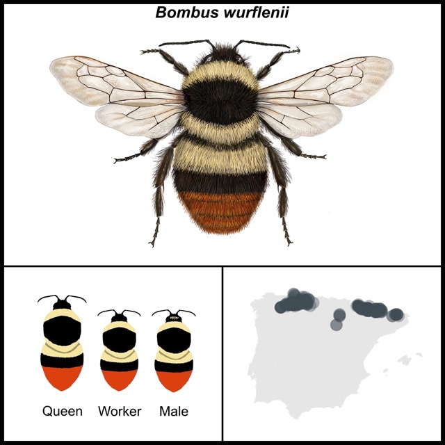 Bombus wurflenii